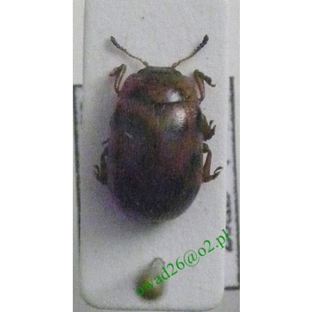 Gonioctena decemnotata (Marsham, 1802) Szubarga rudonoga